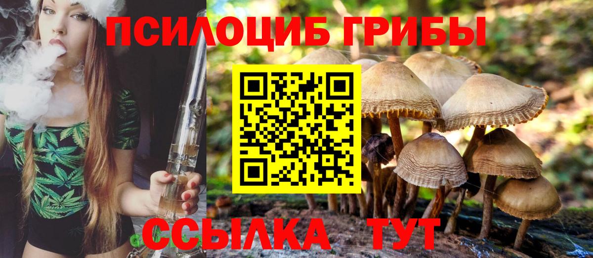 Псилоцибиновые грибы Psilocybine cubensis Гусиноозёрск